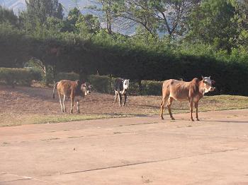 Our cows